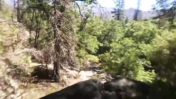 Fucking in the Sequoias